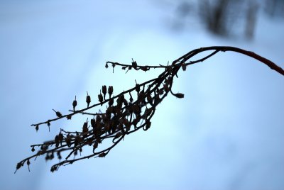 Oxydendron arboreum - kysloun stromový - zima